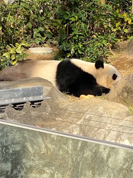 恩賜上野動物園に投稿された画像（2025/12/7）