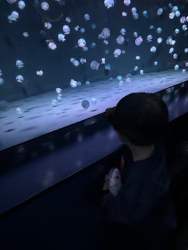 京都鉄道博物館×京都水族館に投稿された画像（2025/12/7）