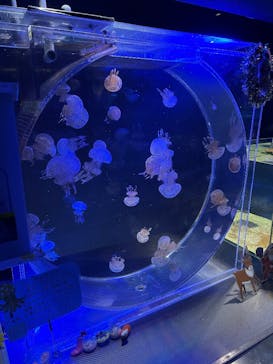 名古屋港水族館に投稿された画像（2025/12/7）