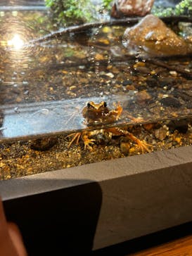 世界淡水魚園水族館　アクア・トトぎふに投稿された画像（2025/12/7）