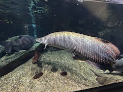 世界淡水魚園水族館　アクア・トトぎふに投稿された画像（2025/12/7）