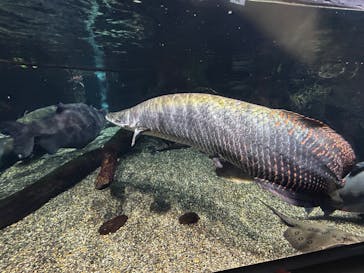 世界淡水魚園水族館　アクア・トトぎふに投稿された画像（2025/12/7）