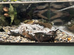 世界淡水魚園水族館　アクア・トトぎふに投稿された画像（2025/12/7）