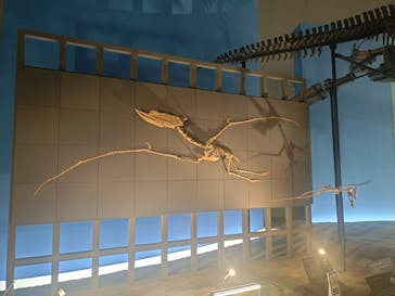 福井県立恐竜博物館に投稿された画像（2025/12/7）