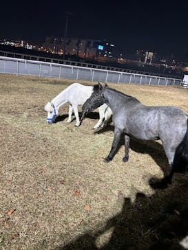 東京メガイルミに投稿された画像（2025/12/7）