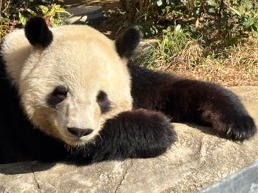 恩賜上野動物園に投稿された画像（2025/12/7）