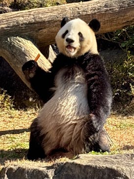 恩賜上野動物園に投稿された画像（2025/12/7）