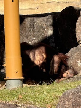 多摩動物公園に投稿された画像（2025/12/7）