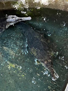 熱川バナナワニ園に投稿された画像（2025/12/7）