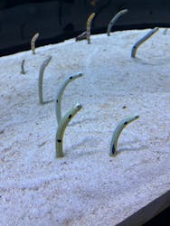 すみだ水族館に投稿された画像（2025/12/7）