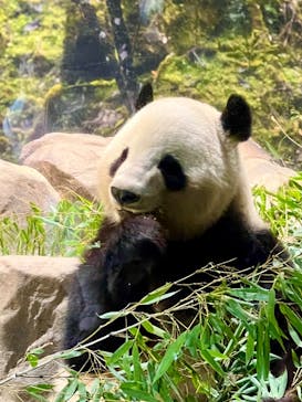 恩賜上野動物園に投稿された画像（2025/12/7）