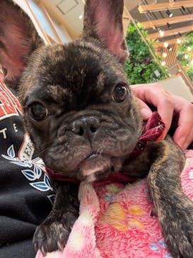 いぬカフェRio ゆめタウン佐賀店に投稿された画像（2025/12/7）