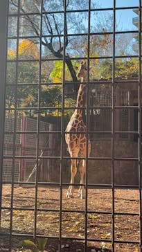 恩賜上野動物園に投稿された画像（2025/12/7）