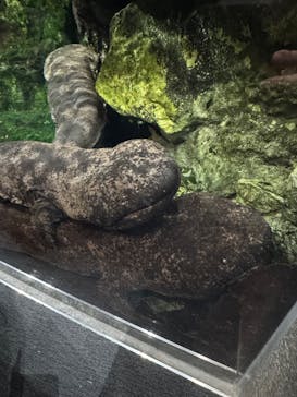 京都水族館に投稿された画像（2025/12/7）