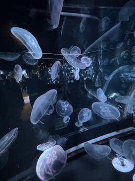 京都水族館に投稿された画像（2025/12/7）