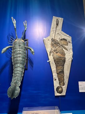特別展「大絶滅展―生命史のビッグファイブ」に投稿された画像（2025/12/7）