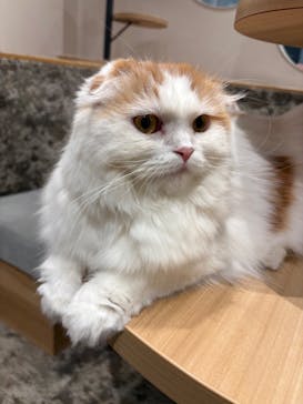 いぬカフェRio イオンモール常滑店に投稿された画像（2025/12/7）