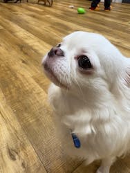 いぬカフェRio イオンモール常滑店に投稿された画像（2025/12/7）