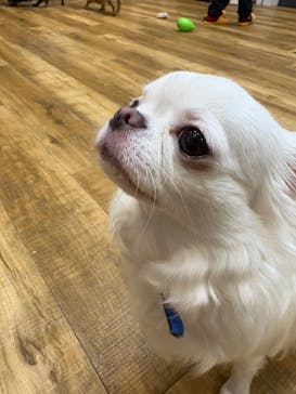 いぬカフェRio イオンモール常滑店に投稿された画像（2025/12/7）