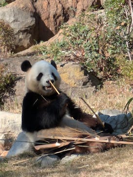 恩賜上野動物園に投稿された画像（2025/12/7）