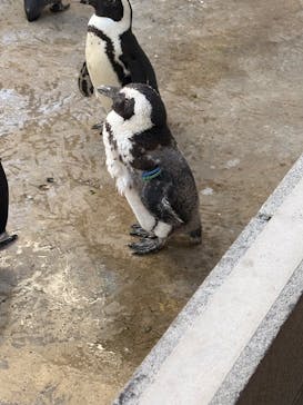 霞ケ浦 どうぶつとみんなのいえに投稿された画像（2025/12/7）