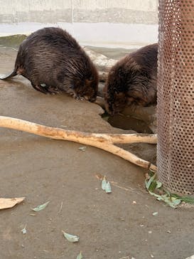 霞ケ浦 どうぶつとみんなのいえに投稿された画像（2025/12/7）