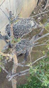 霞ケ浦 どうぶつとみんなのいえに投稿された画像（2025/12/7）