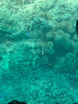 川平マリンサービスに投稿された画像（2025/12/7）