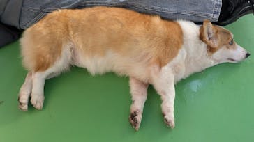 つくばわんわんランドに投稿された画像（2025/12/7）