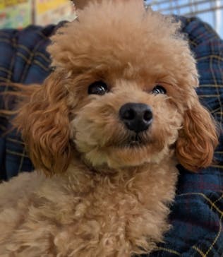 つくばわんわんランドに投稿された画像（2025/12/7）