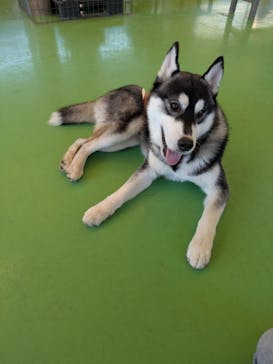 つくばわんわんランドに投稿された画像（2025/12/7）