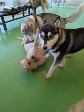 つくばわんわんランドに投稿された画像（2025/12/7）