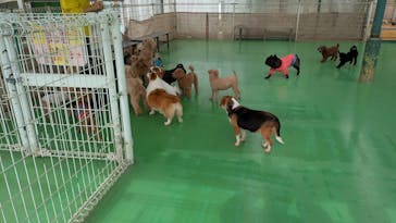 つくばわんわんランドに投稿された画像（2025/12/7）