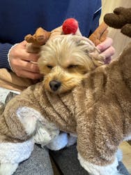 いぬカフェRio 下北沢店に投稿された画像（2025/12/7）