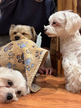 いぬカフェRio 下北沢店に投稿された画像（2025/12/7）