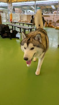 つくばわんわんランドに投稿された画像（2025/12/7）