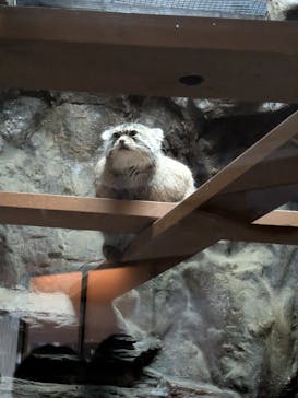 恩賜上野動物園に投稿された画像（2025/12/7）