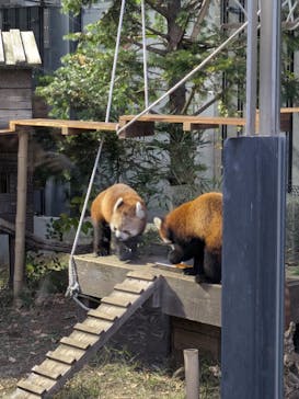 恩賜上野動物園に投稿された画像（2025/12/7）