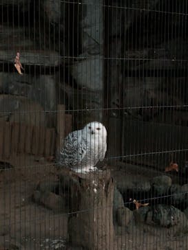 恩賜上野動物園に投稿された画像（2025/12/7）