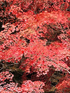 名古屋市東山動植物園に投稿された画像（2025/12/7）