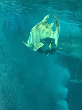 マリンワールド海の中道に投稿された画像（2025/12/7）