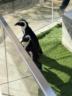 マリンワールド海の中道に投稿された画像（2025/12/7）