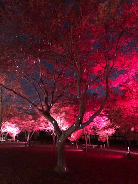 NAKED meets 二条城 2025 観月に投稿された画像（2025/12/7）