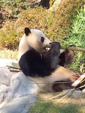 恩賜上野動物園に投稿された画像（2025/12/7）