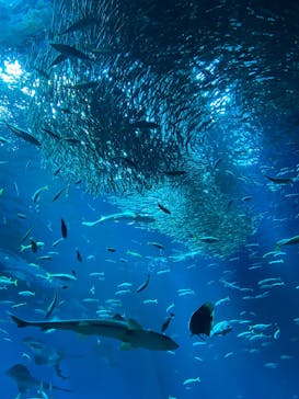 アクアワールド茨城県大洗水族館に投稿された画像（2025/12/7）