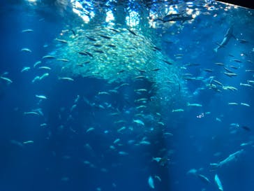 アクアワールド茨城県大洗水族館に投稿された画像（2025/12/7）