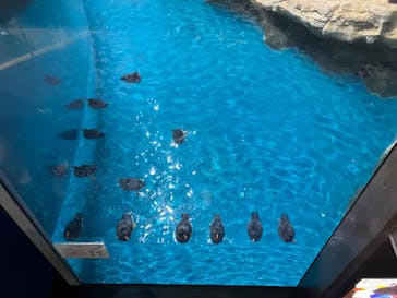 アクアワールド茨城県大洗水族館に投稿された画像（2025/12/7）