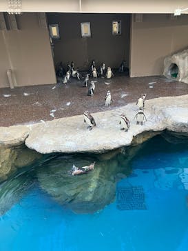 アクアワールド茨城県大洗水族館に投稿された画像（2025/12/7）