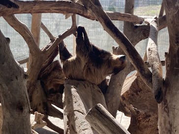 霞ケ浦 どうぶつとみんなのいえに投稿された画像（2025/12/7）