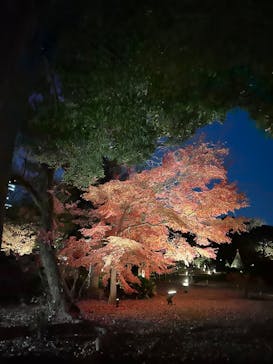 六義園に投稿された画像（2025/12/7）